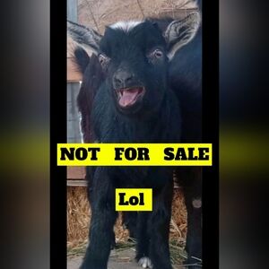 Colosseum , size small women's shorts